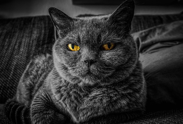 Pojištění kočky Colonnade - kočka u veterináře na vyšetření